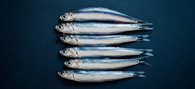 Everything You Need to Know About Anchovies