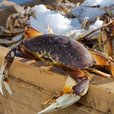 Live California Dungeness Crab 5lbs