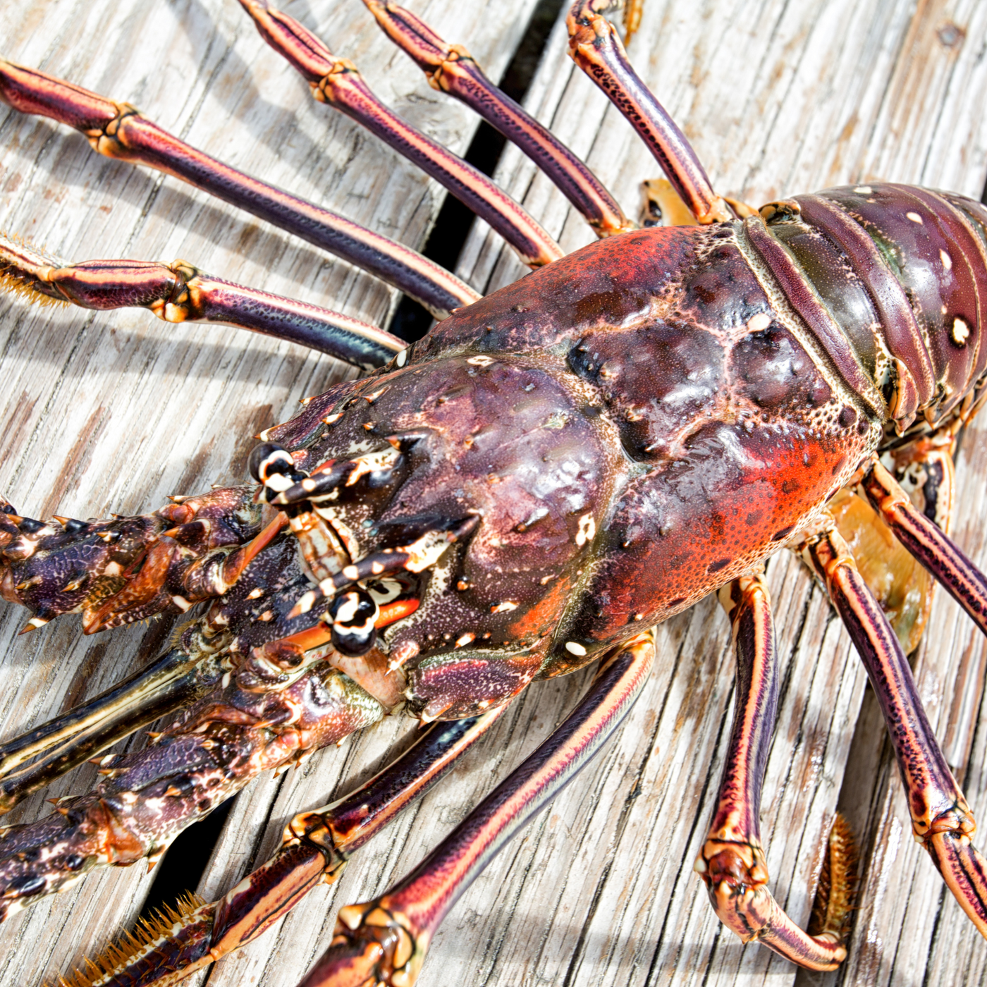 Australian Live Lobster (1kg.)