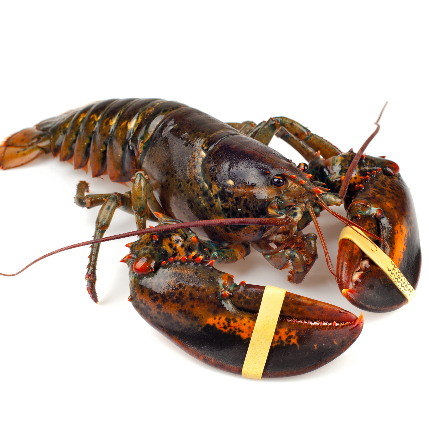 New England Live Lobster (approx. 1kg.)