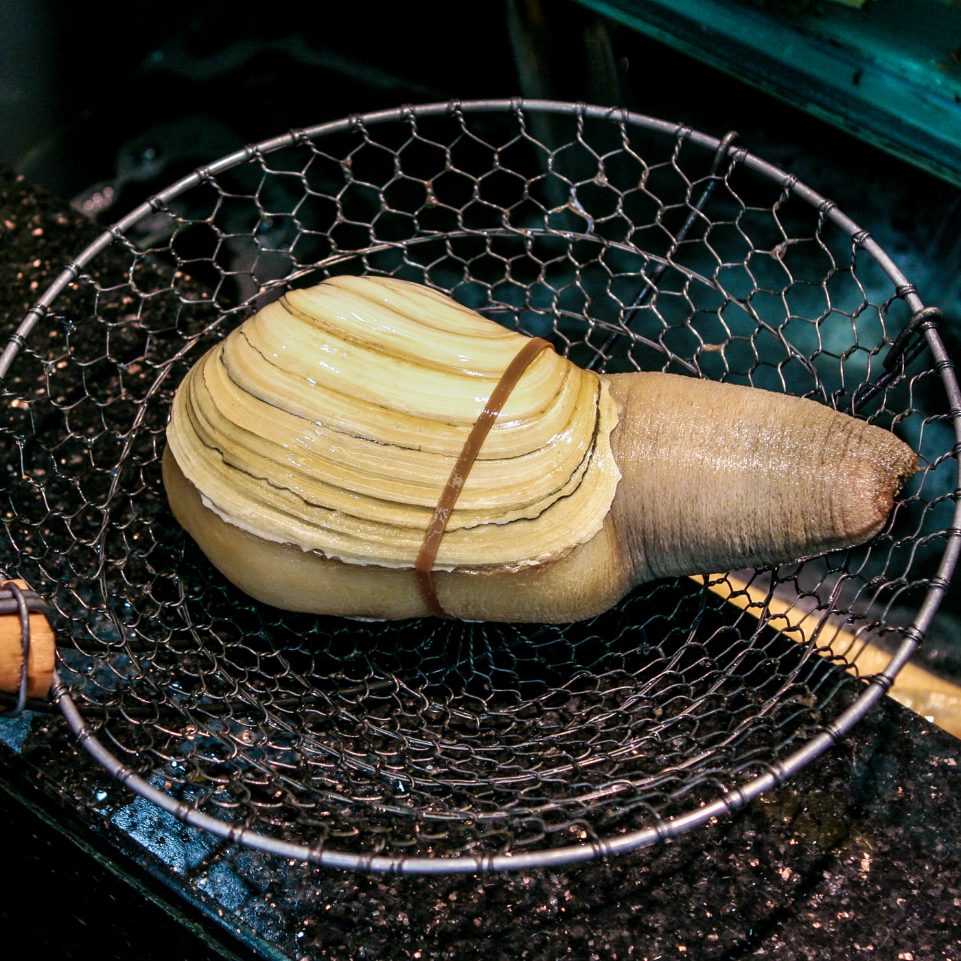 Geoduck