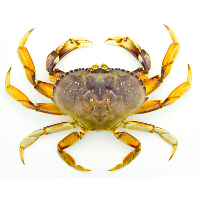 Live Dungeness Crab (Box of 4 & 8)