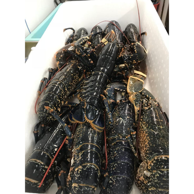 European Blue Lobster Frozen (1 - 2.2lbs)