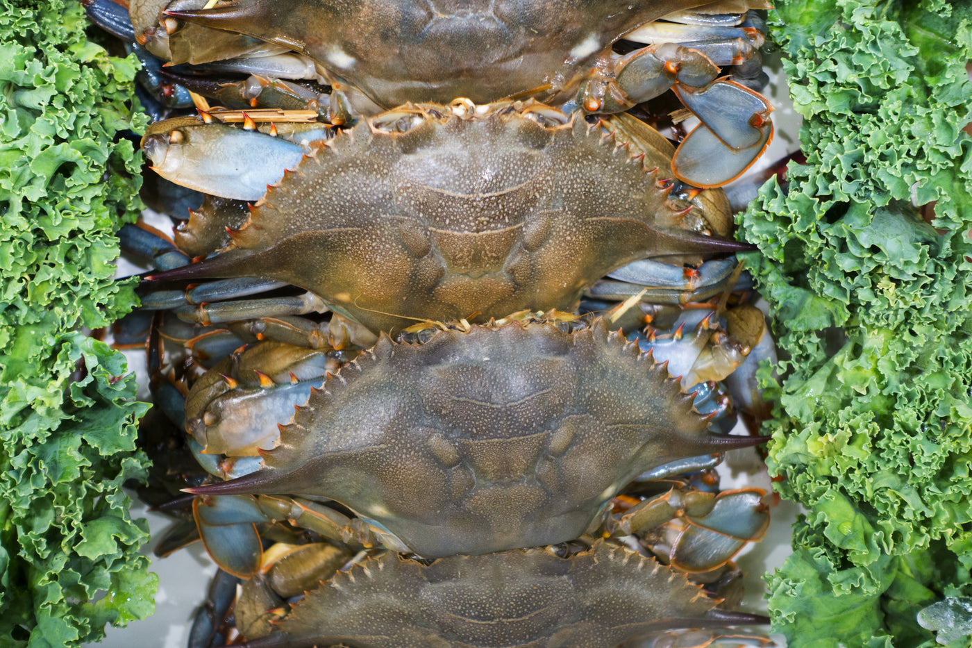 Soft Shell Crabs (4 Crabs 5.3oz.)